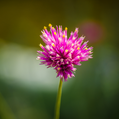 Gomphrena