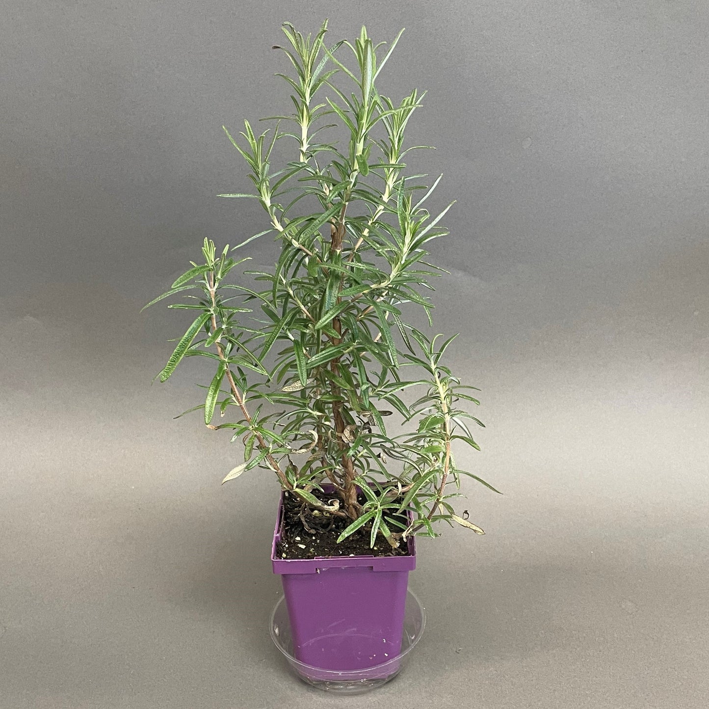 Rosemary 'Gorizia'