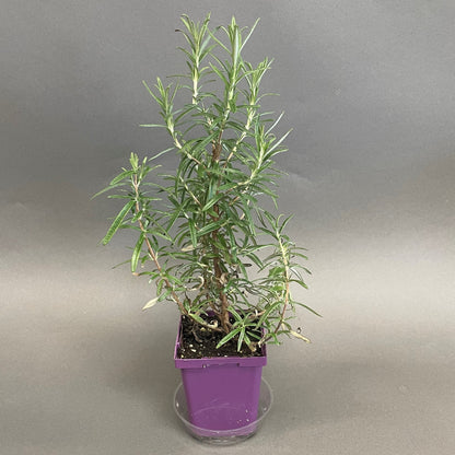 Rosemary 'Gorizia'