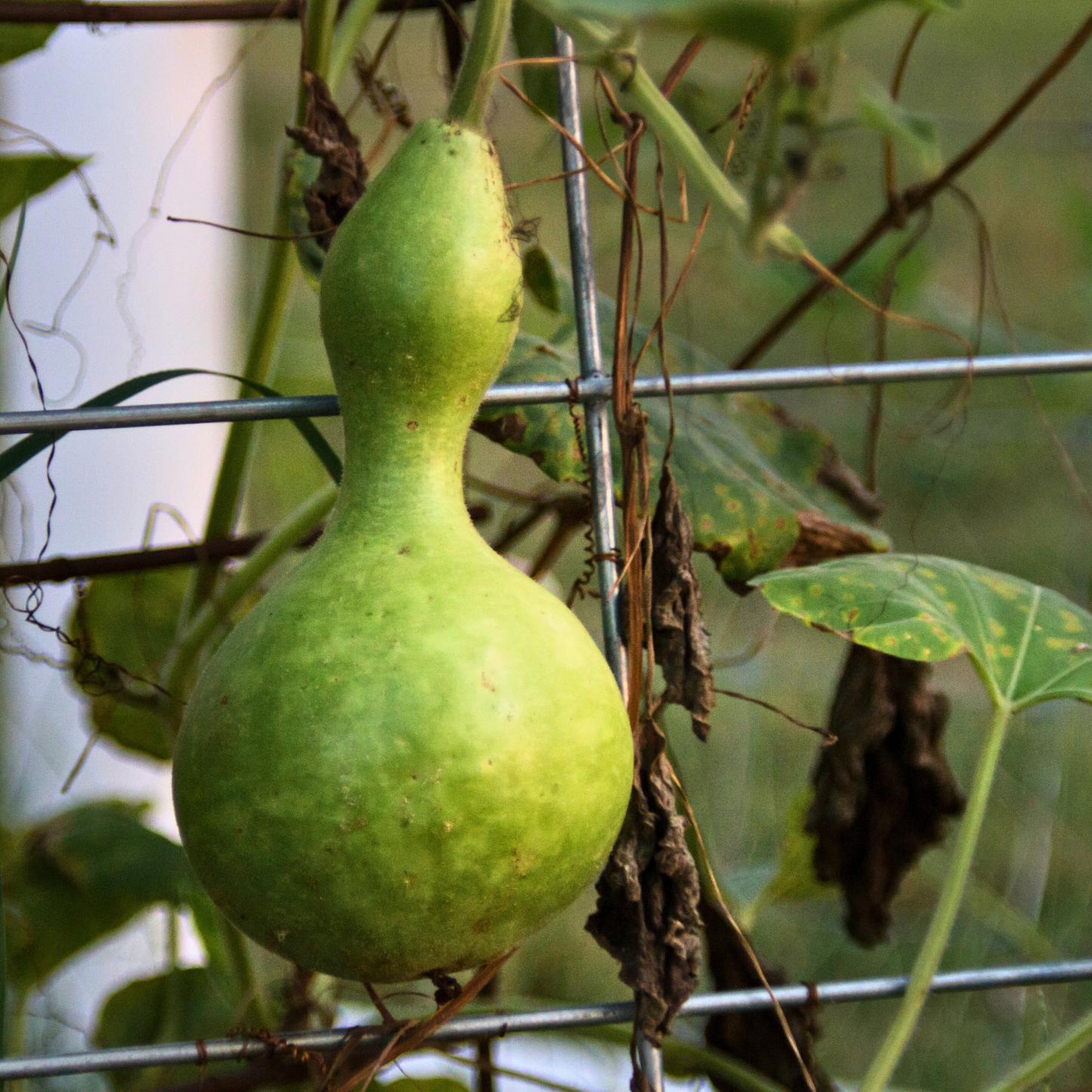 Gourd 'Birdhouse'