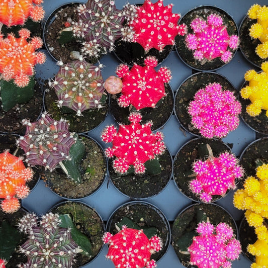 Grafted Moon Cactus