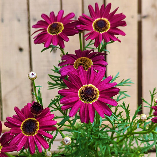 Argyranthemum Marguerite Daisy 'Grandaisy'