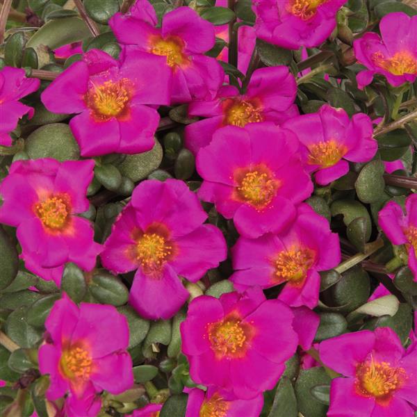 Portulaca 'Cupcake'