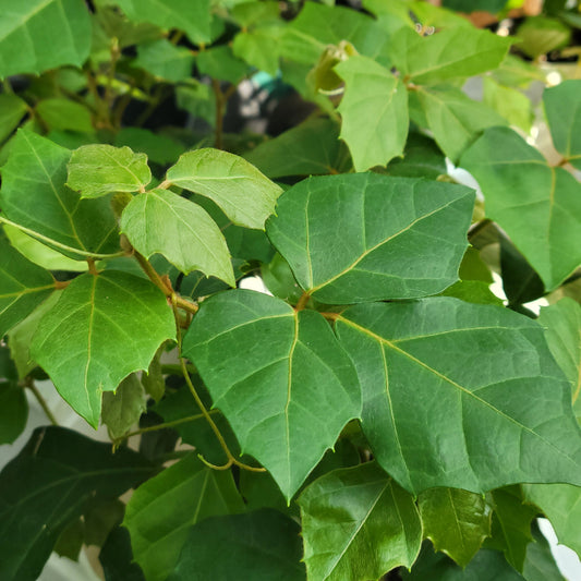 Grape Leaf Ivy