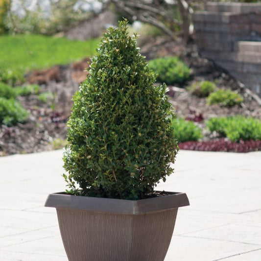 Boxwood 'Green Mountain Pyramid'