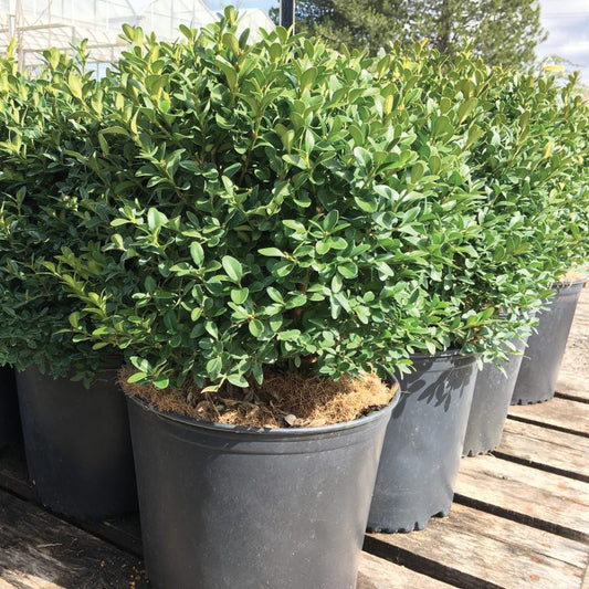 Boxwood 'Green Velvet'