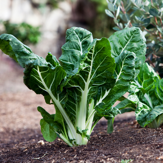 Green Swiss Chard