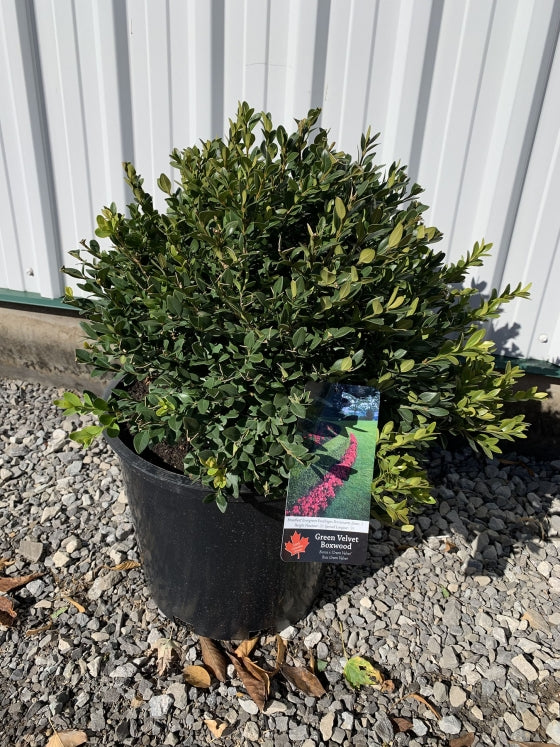 Boxwood 'Green Velvet'