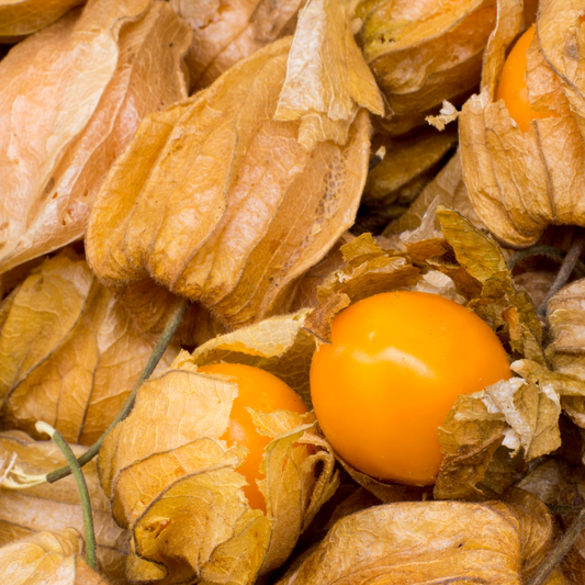 Ground Cherry 'Aunt Molly's'