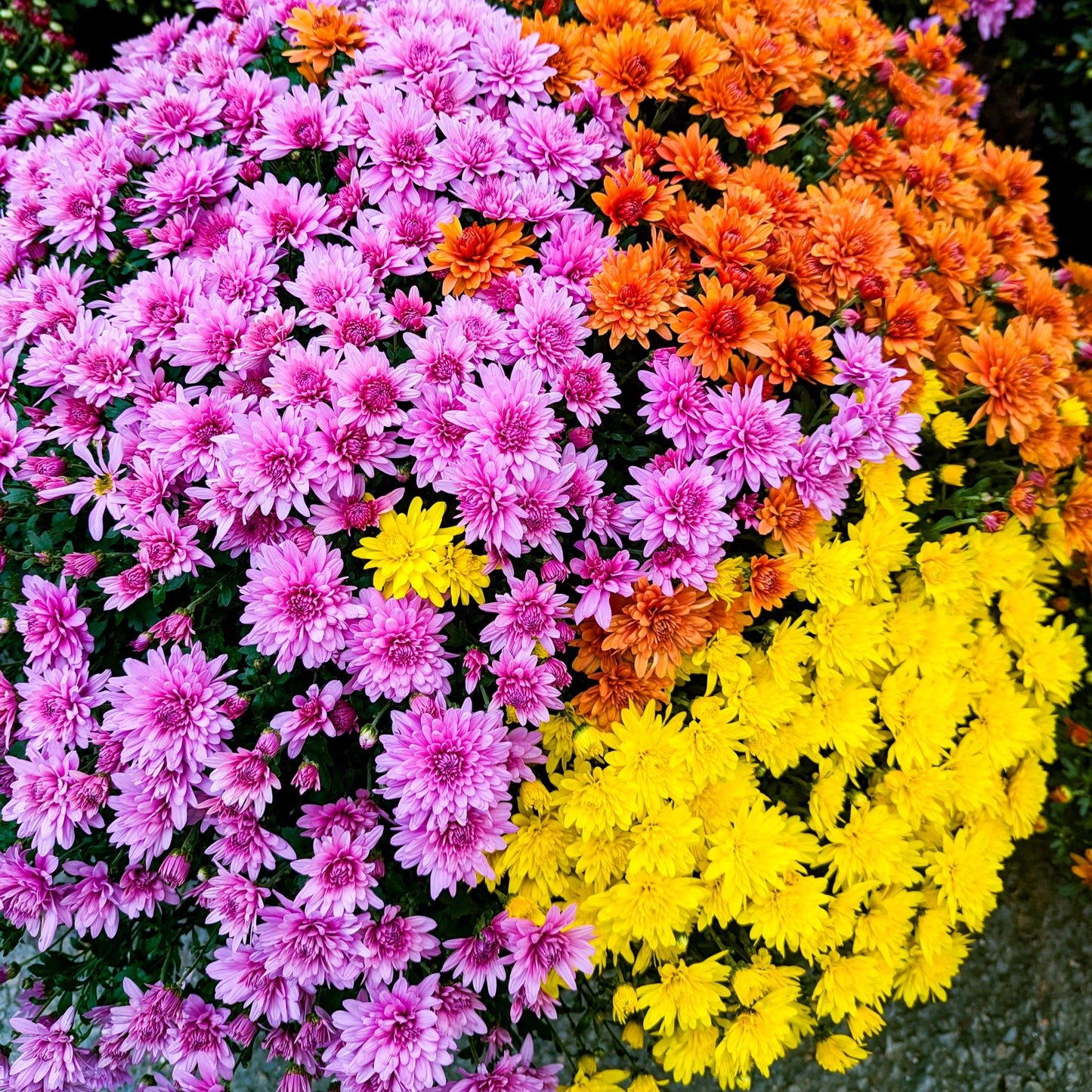 Fall Chrysanthemums 12"