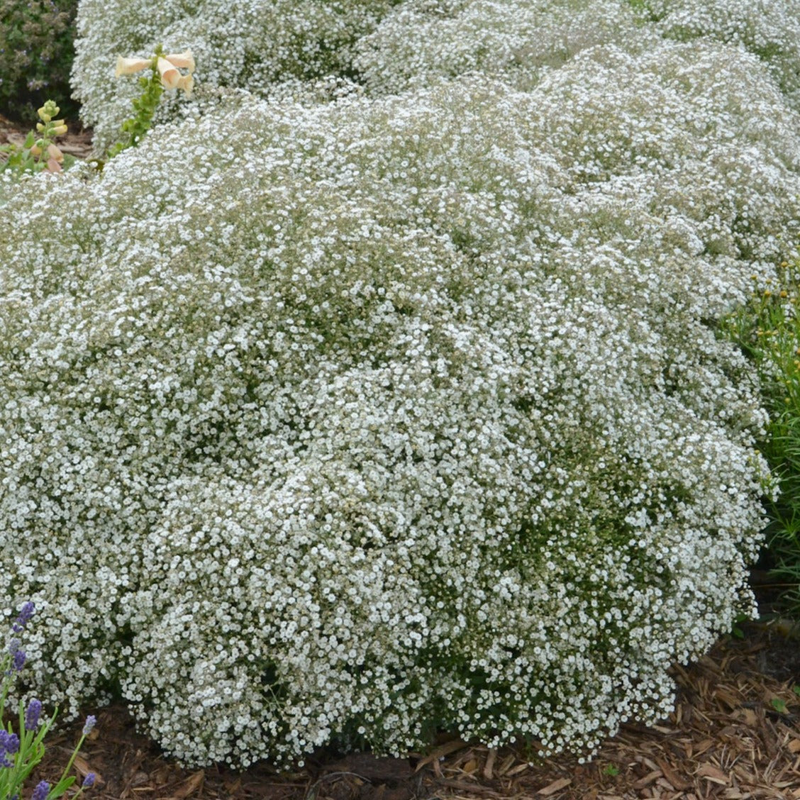Baby's Breath