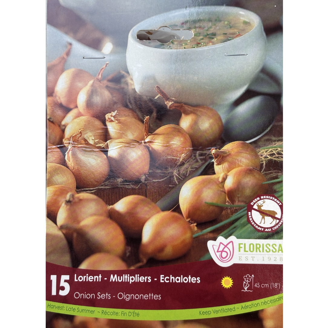 Bulbs Onion Multiplier 15/Pkg.