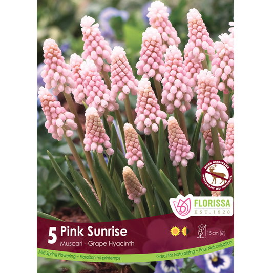 Muscari 'Pink Sunrise' Grape Hyacinth 5/Pkg.