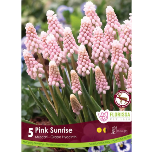 Muscari 'Pink Sunrise' Grape Hyacinth 5/Pkg.