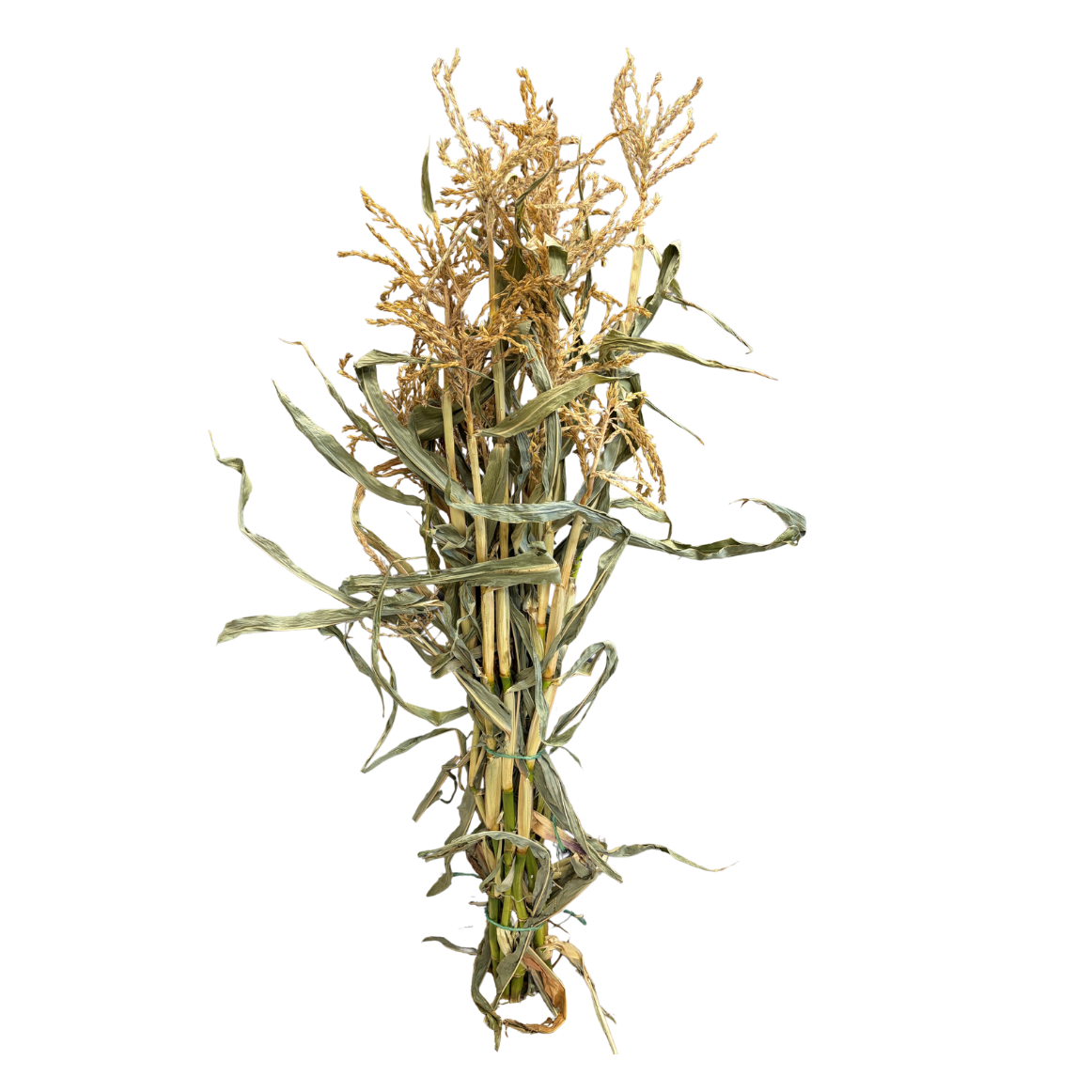 Corn Stalks Bundle