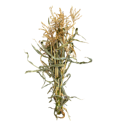 Corn Stalks Bundle