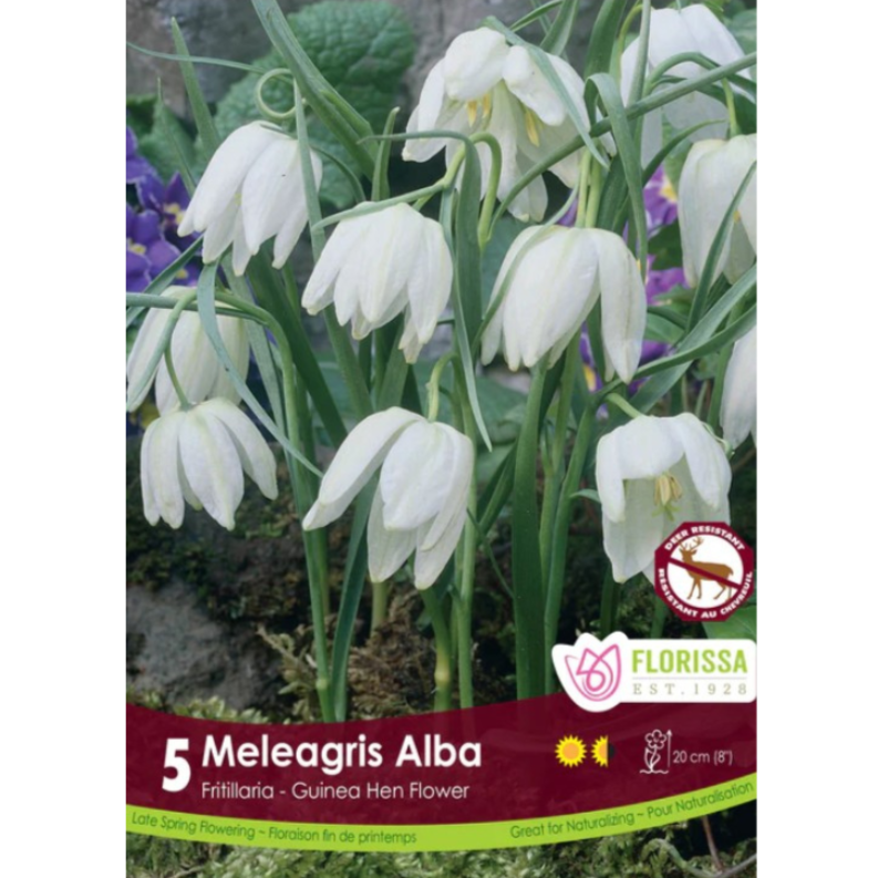Fritillaria 'Meleagris 'Alba' Guinea Hen Flower 5/Pkg.