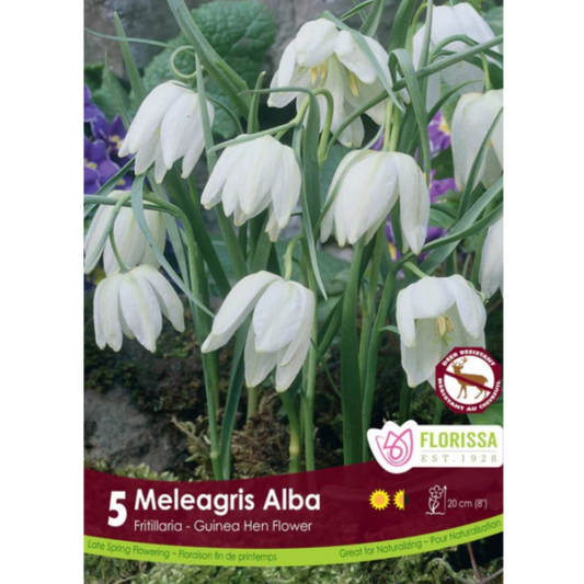Fritillaria 'Meleagris 'Alba' Guinea Hen Flower 5/Pkg.