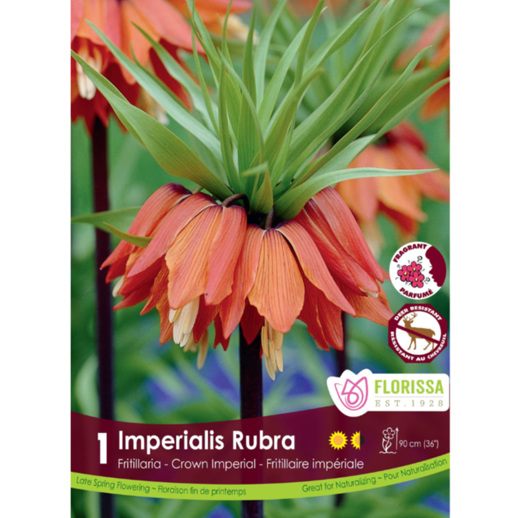 Fritillaria 'Imperalis Rubra' Crown Imperial 1/Pkg.