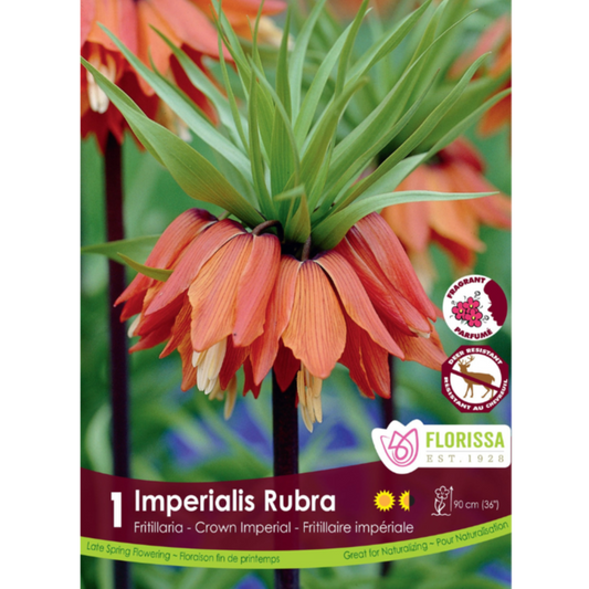 Fritillaria 'Imperalis Rubra' Crown Imperial 1/Pkg.