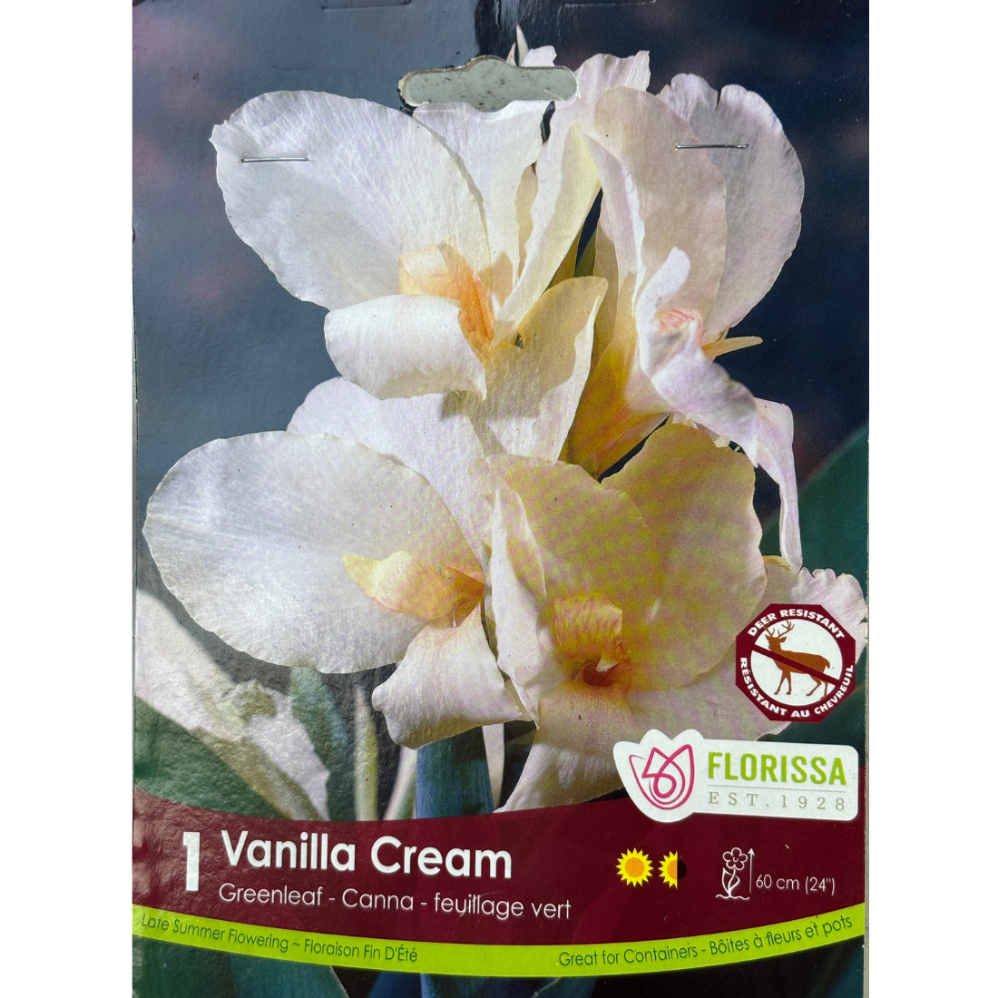Bulbs Canna Green Vanilla Cream 1/pkg