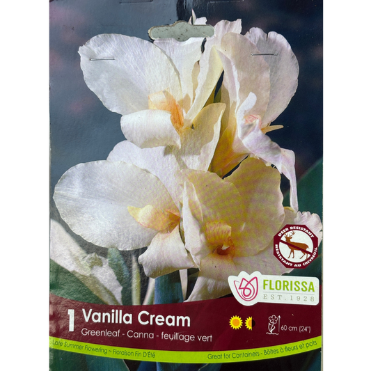 Bulbs Canna Green Vanilla Cream 1/pkg