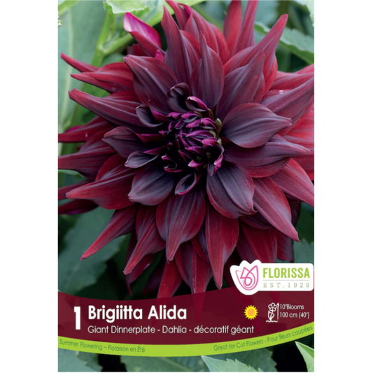 Bulbs Dahlia Dinnerplate Brigitta Alida 1/Pkg.
