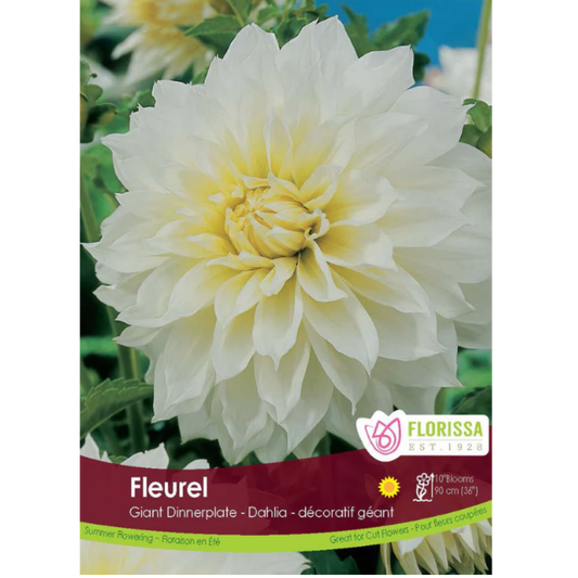 Bulbs Dahlia Dinnerplate Fleurel 1/Pkg.