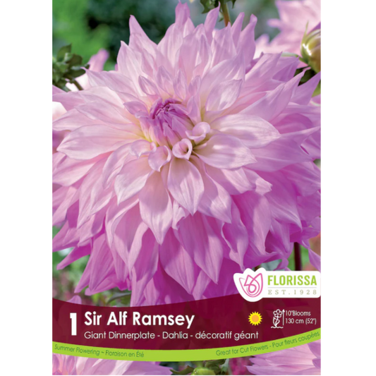 Bulbs Dahlia Dinner Plate Sir Alf Ramsay 1/Pkg.