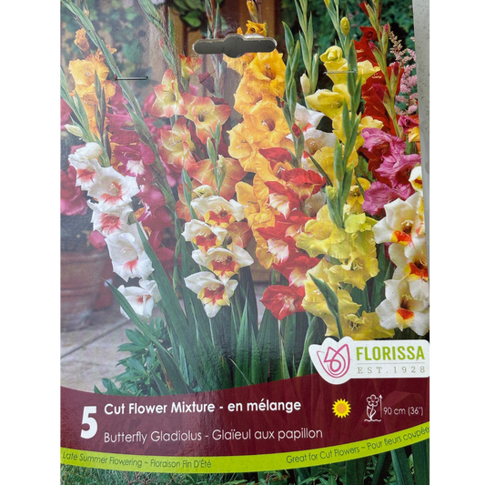Bulbs Gladiolus Butterfly Mix 5/Pkg.