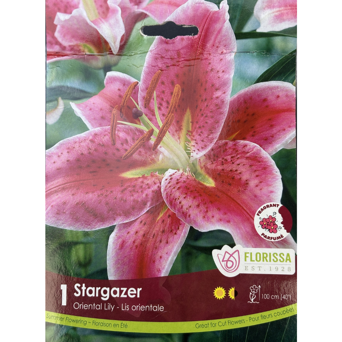Bulbs Lily Oriental Stargazer