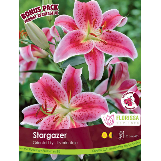 Bulbs Lily Oriental Stargazer 1/Pkg.