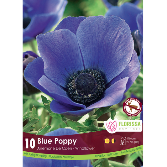 Anemone 'Blue Poppy' 10/Pkg.