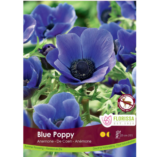 Bulbs Anemone Blue Poppy De Caan 10/Pkg.