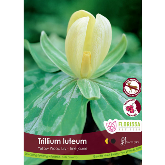 Bulbs Trillium Luteum 2/Pkg.