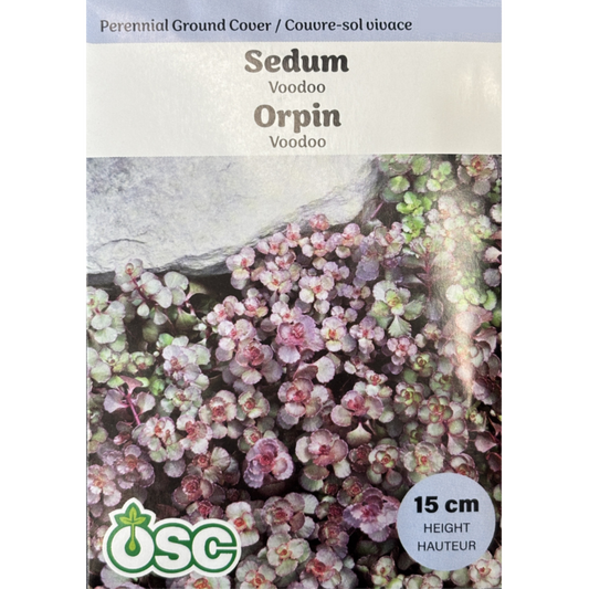 OSC Seeds Sedum Voodoo Pkg.