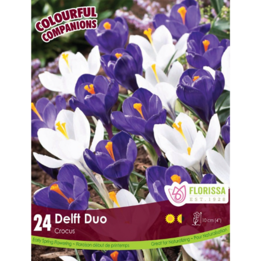 Colourful Companions Crocus 'Delft Duo' 24/Pkg.