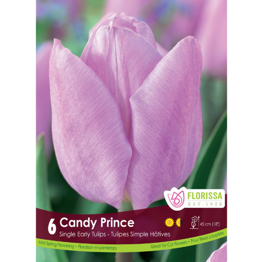 Tulip 'Candy Prince' Single 6/Pkg.
