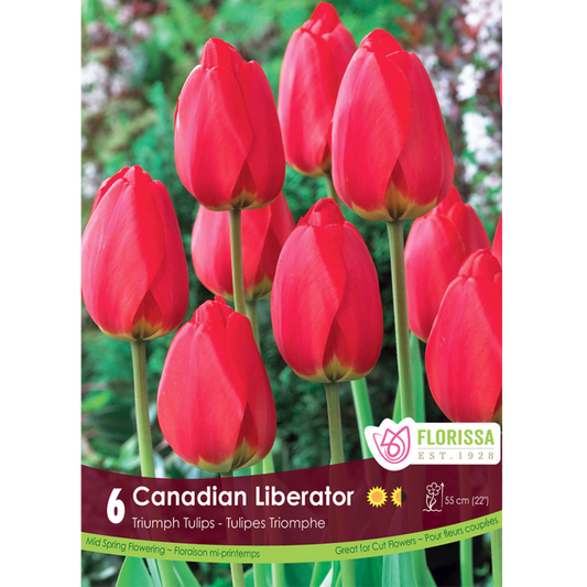 Tulip 'Canadian Liberator' Triumph 6/Pkg.