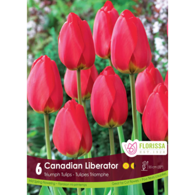 Tulip 'Canadian Liberator' Triumph 6/Pkg.