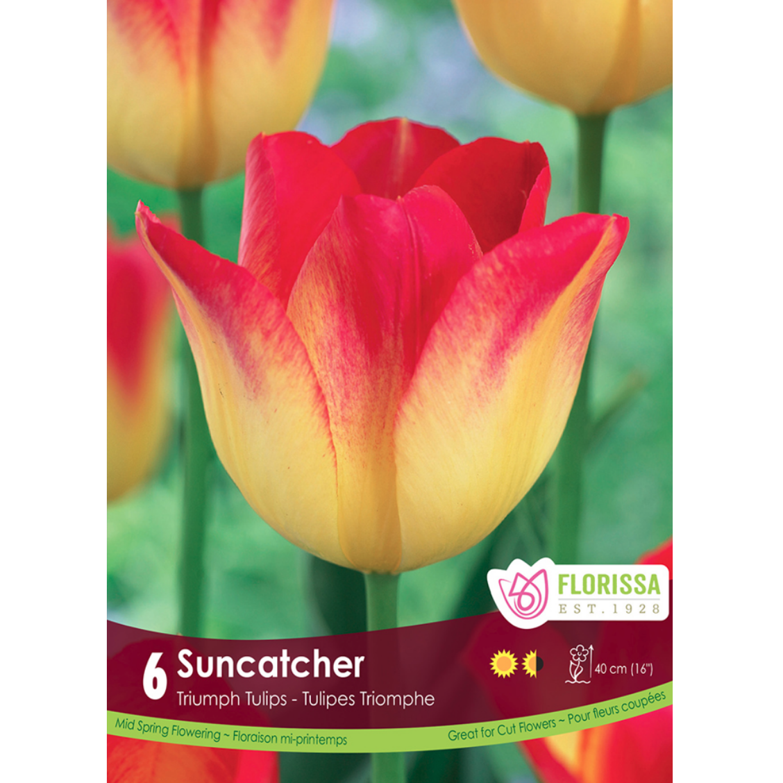 Tulip 'Suncatcher' Triumph 6/Pkg.