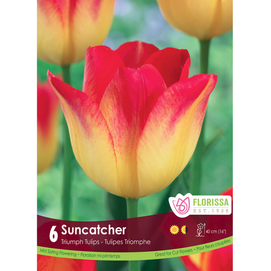 Tulip 'Suncatcher' Triumph 6/Pkg.