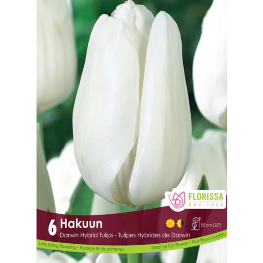 Tulip 'Hakuun' Darwin Hybrid 6/Pkg.