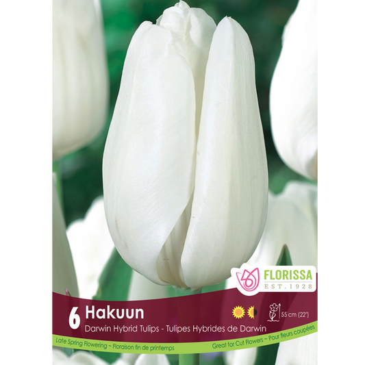 Tulip 'Hakuun' 6/Pkg.