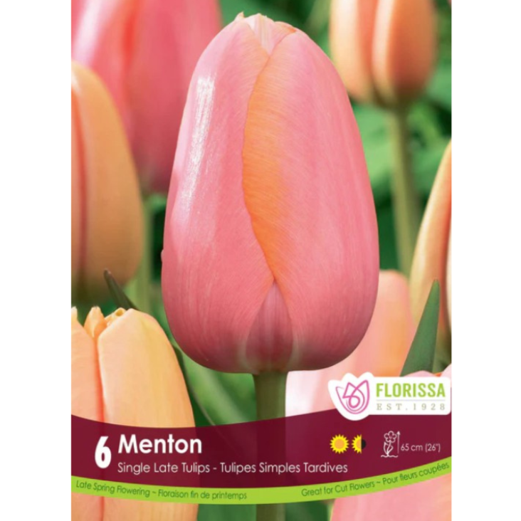 Tulip 'Menton' Single 6/Pkg.