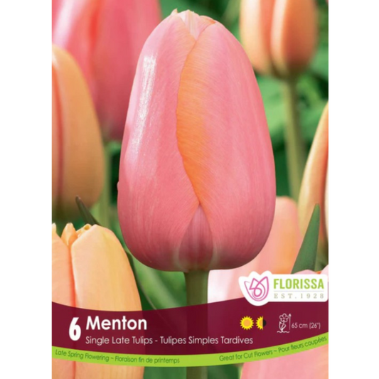 Tulip 'Menton' Single 6/Pkg.