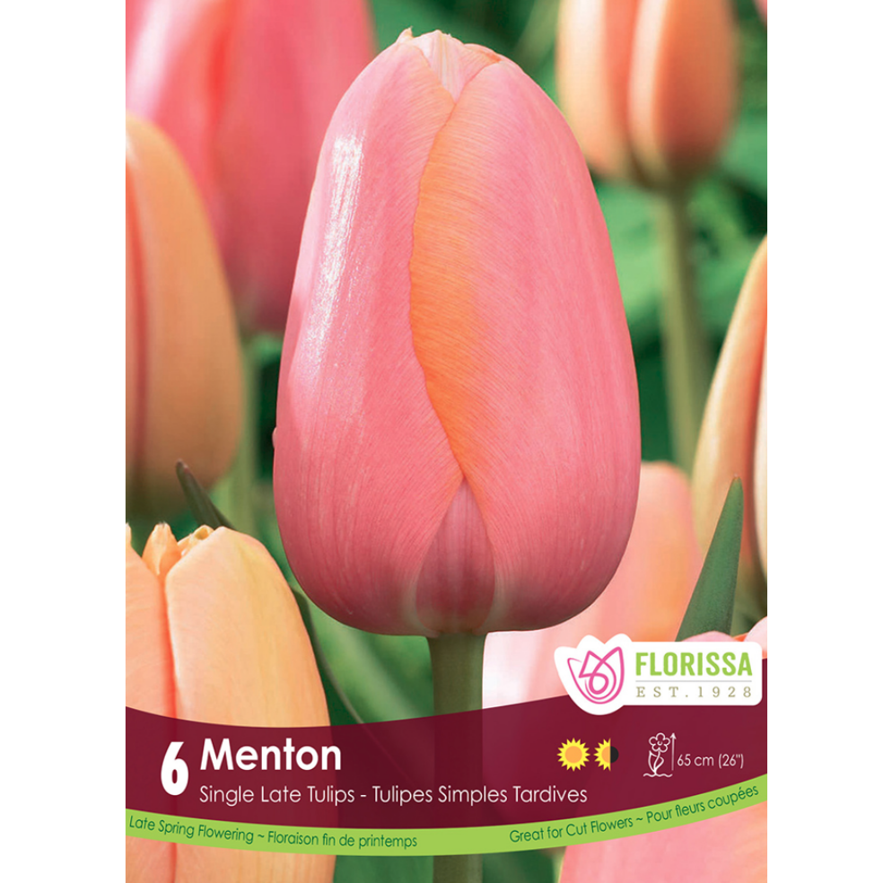 Tulip 'Menton' Single 6/Pkg.