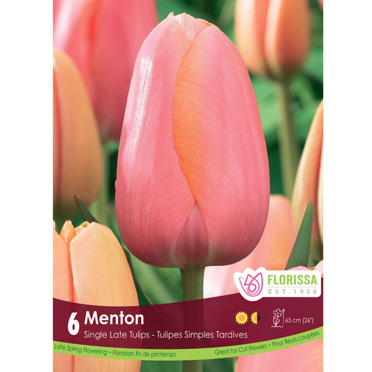 Tulip 'Menton' Single 6/Pkg.