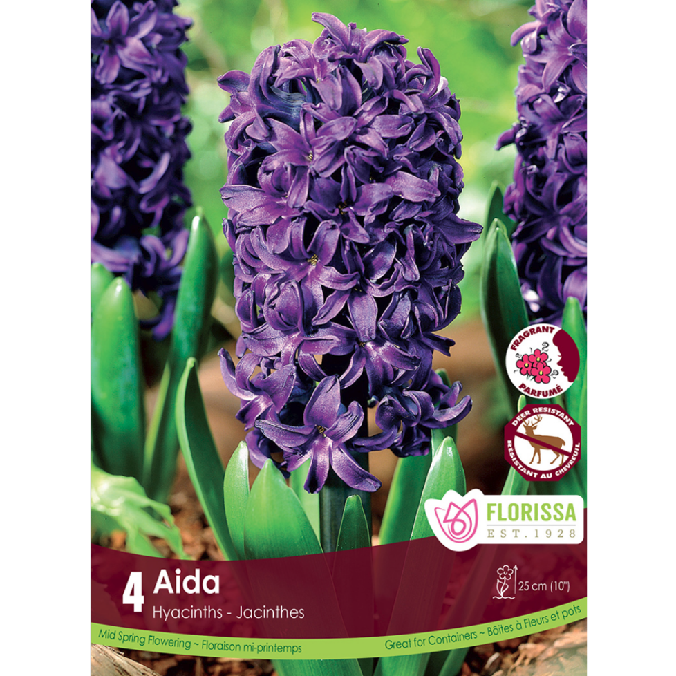 Hyacinth 'Aida' 4/Pkg