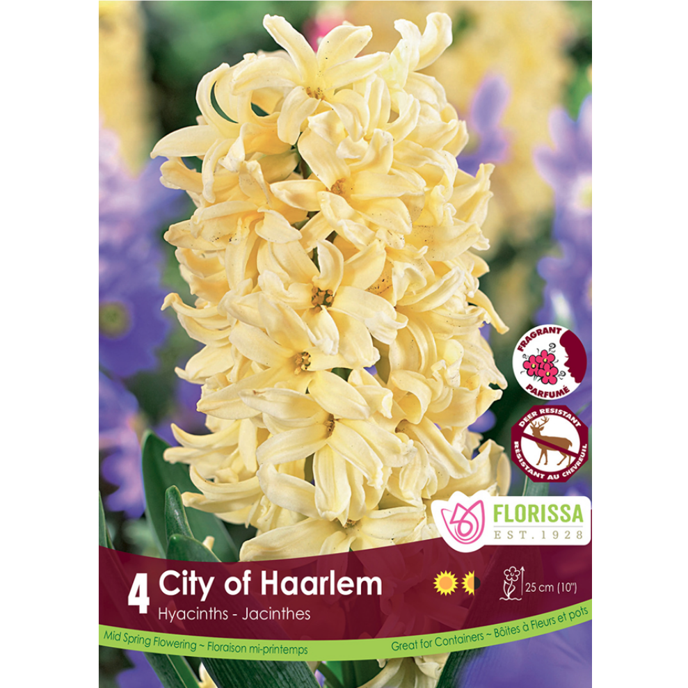 Hyacinth 'City of Haarlem' 4/Pkg.